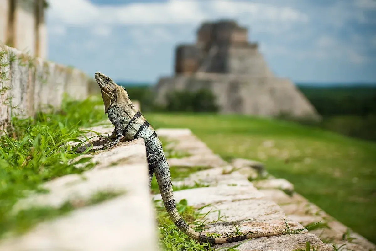 A lizard in front of a pre-Columbian pyramid