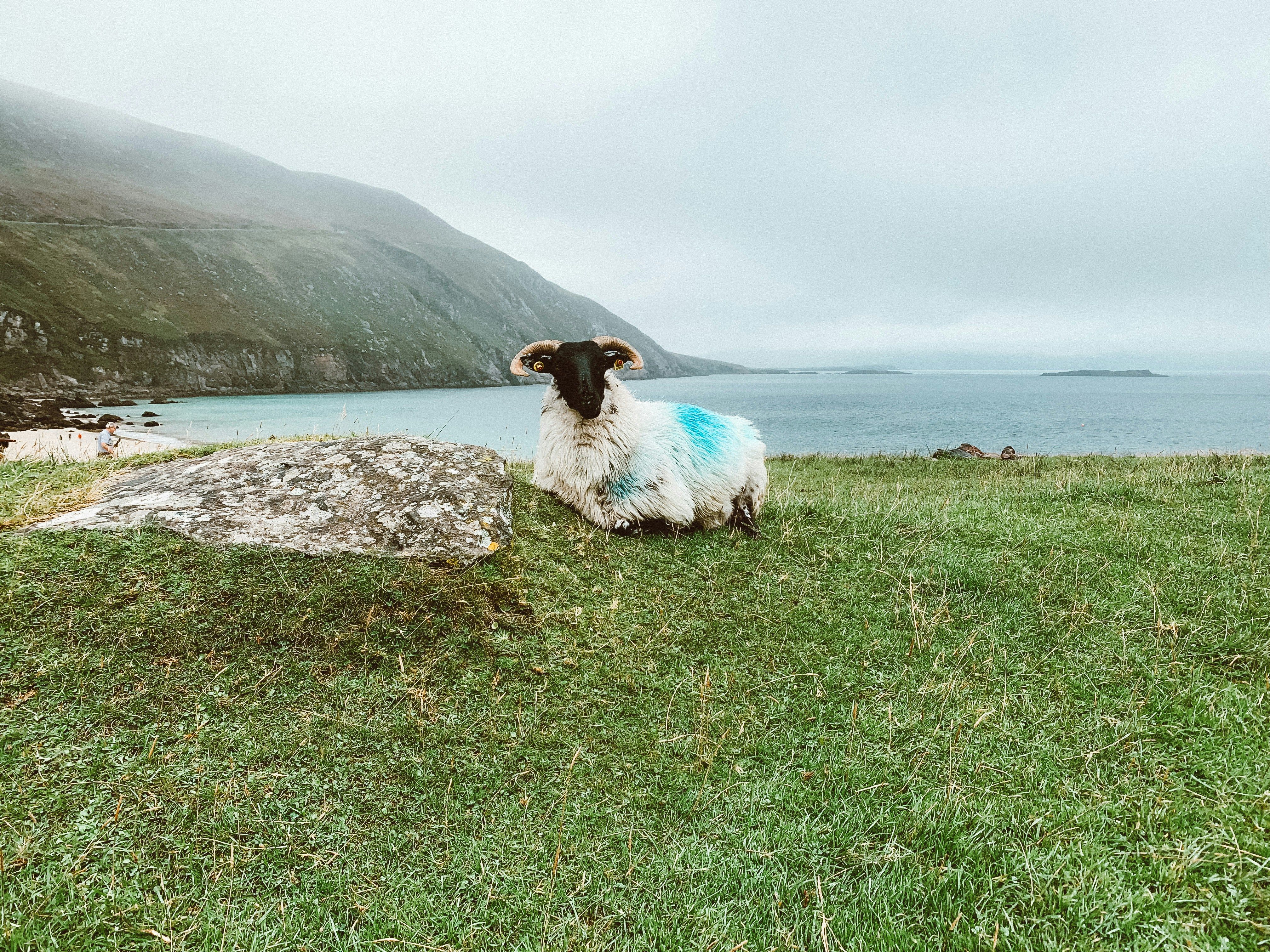 achill mouton.jpg